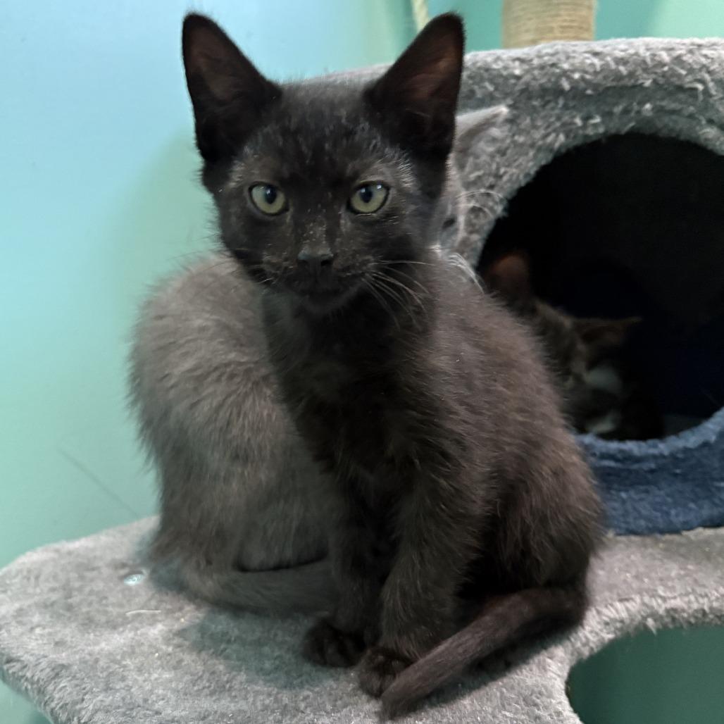 Astros, a Adoptable Domestic Short Hair in Marion, VA image 4/6