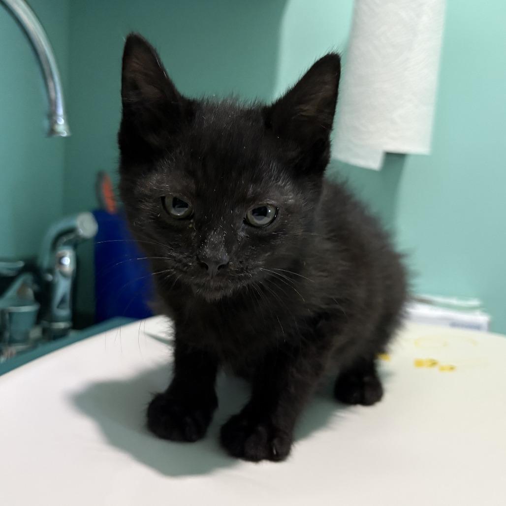 Astros, a Adoptable Domestic Short Hair in Marion, VA image 5/6