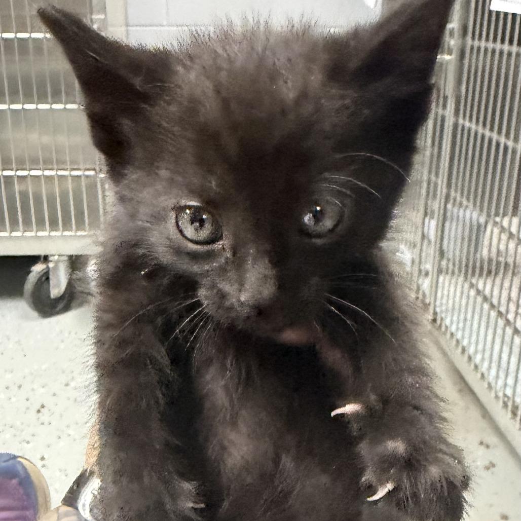 Astros, a Adoptable Domestic Short Hair in Marion, VA image 6/6