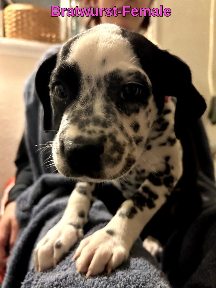 Enlarge Bratwurst-ADOPTION PENDING, an adopted mixed breed in Bremerton, WA image 2/3