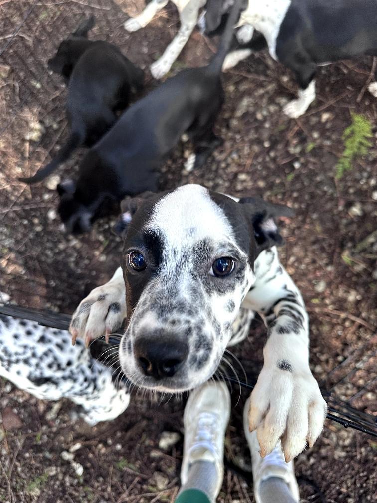 Enlarge Bratwurst-ADOPTION PENDING, an adopted mixed breed in Bremerton, WA image 3/3