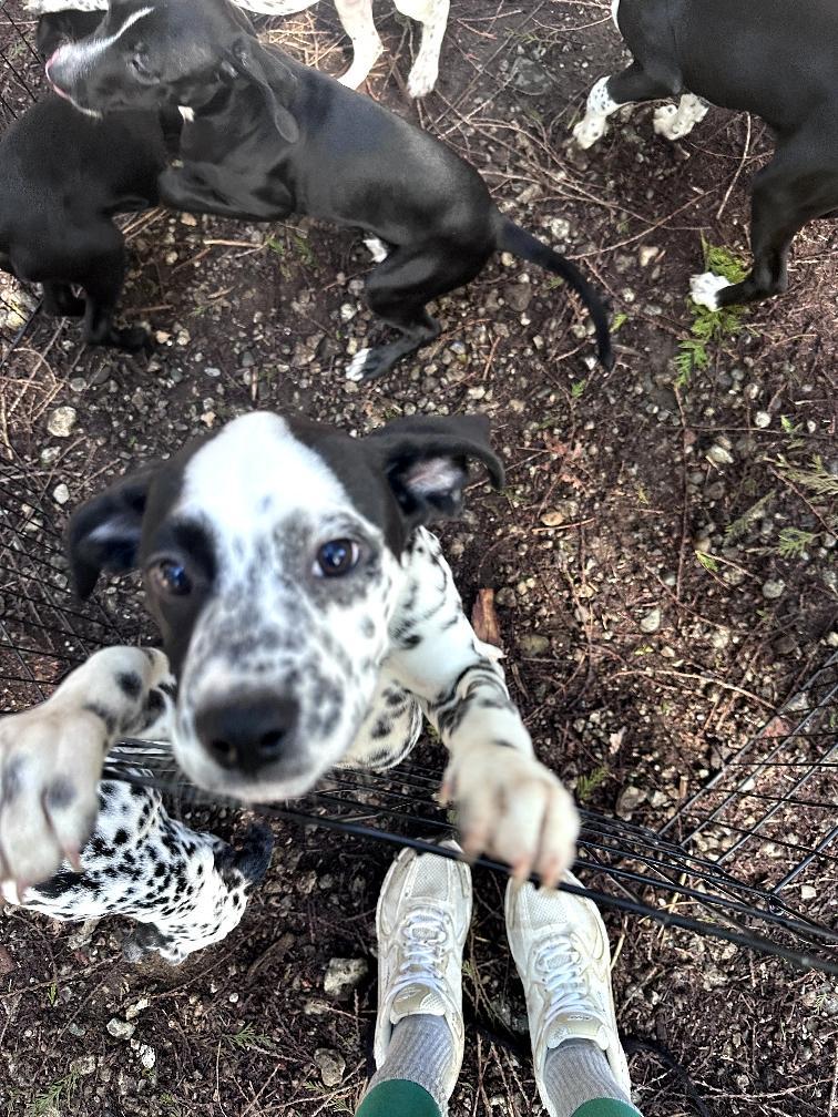 Enlarge Bratwurst-ADOPTION PENDING, an adopted mixed breed in Bremerton, WA image 1/3