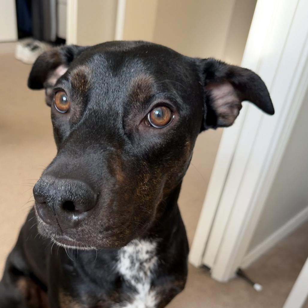 Jimmy, Adoptable, Young Male Catahoula Leopard Dog.