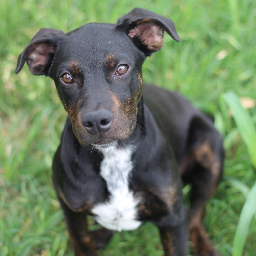 Enlarge Jimmy, a Adoptable Catahoula Leopard Dog in San Antonio, TX image 2/2