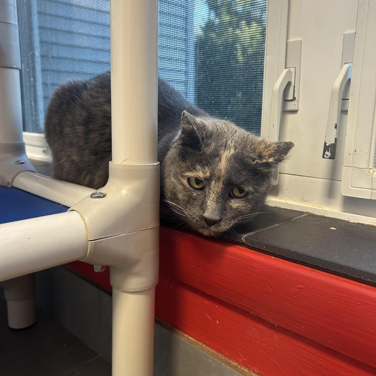 Hazel — thumbnail 2