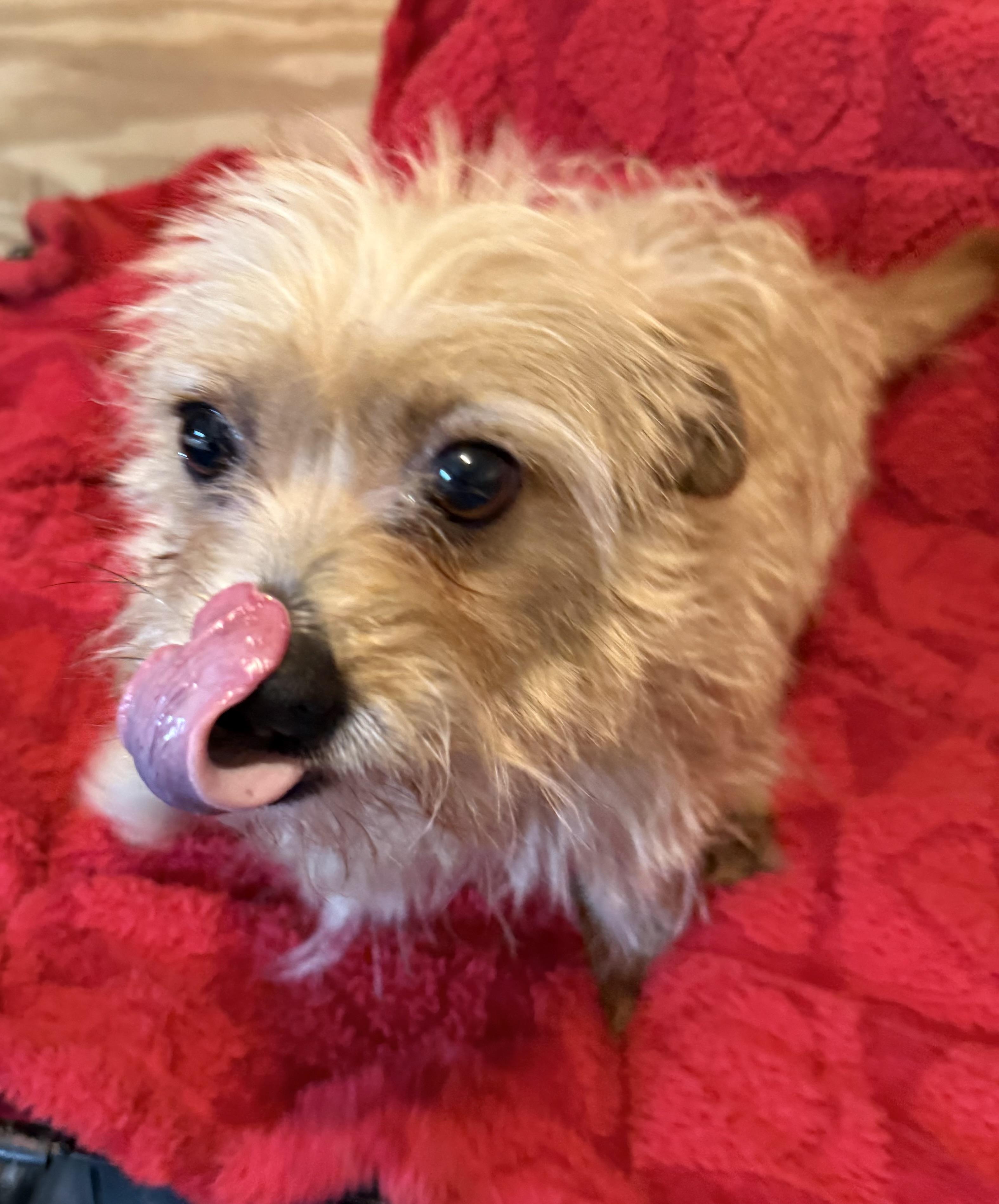 Enlarge Biscuit, a Adopted mixed breed in Brookeville, MD image 6/6