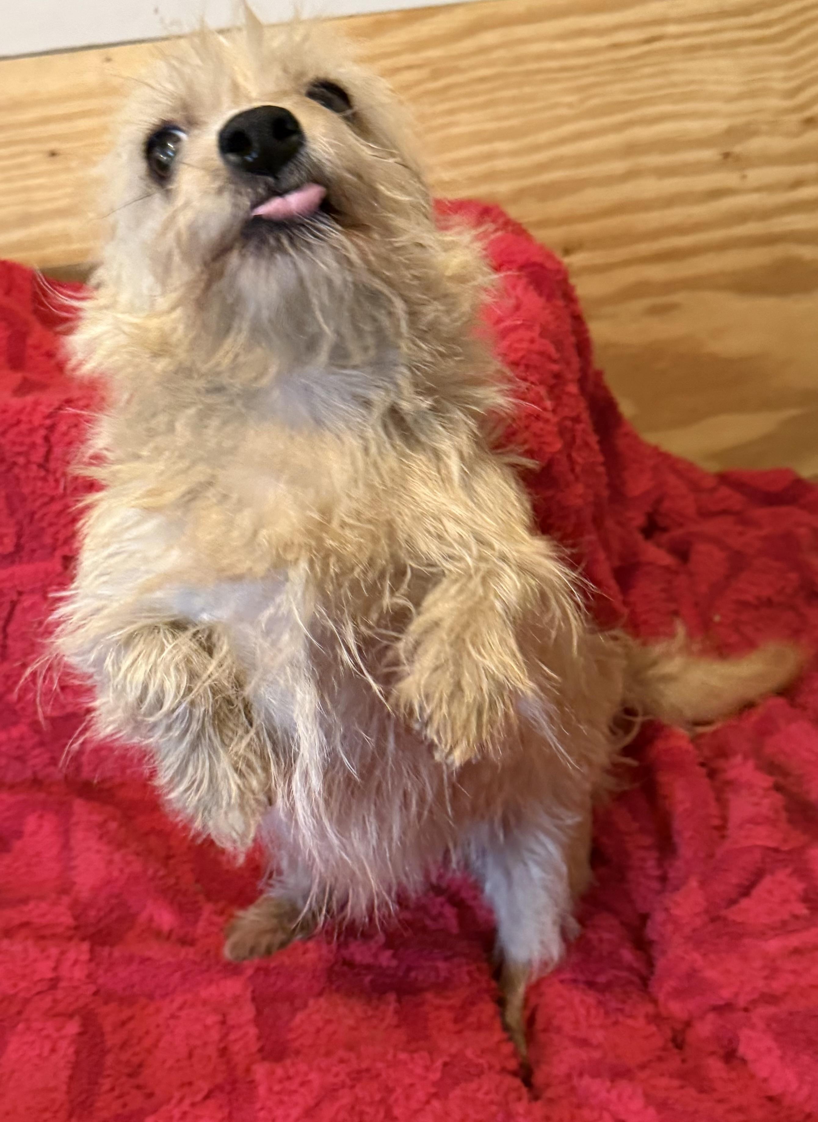 Enlarge Biscuit, a Adopted mixed breed in Brookeville, MD image 4/6
