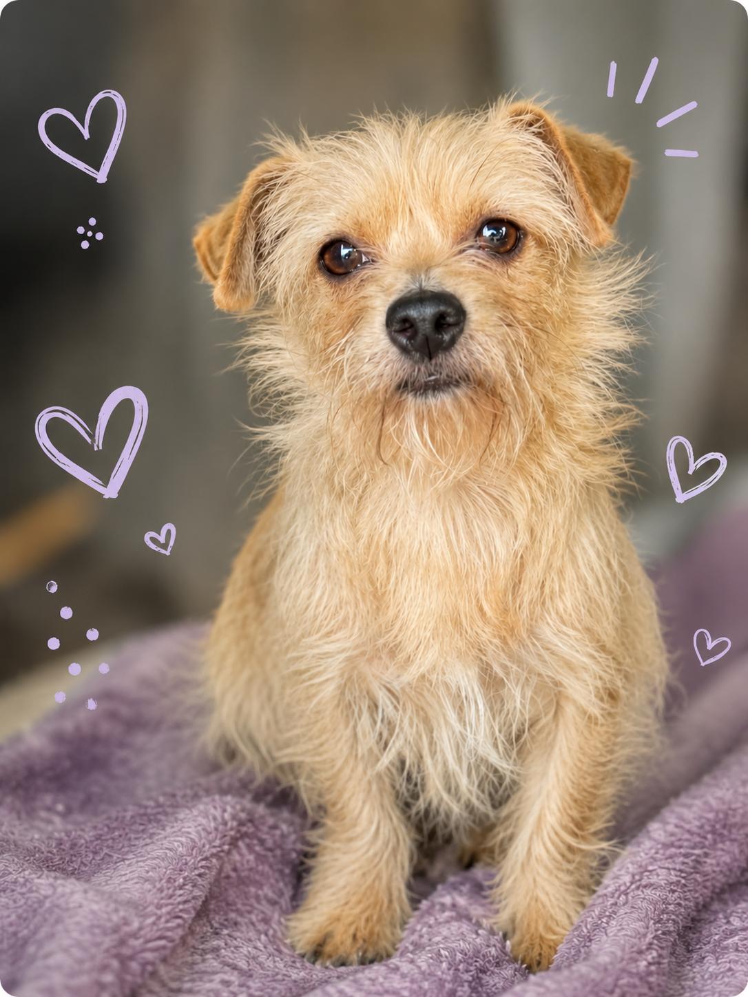 Biscuit, Adopted, Young Female Norfolk Terrier & Chihuahua.