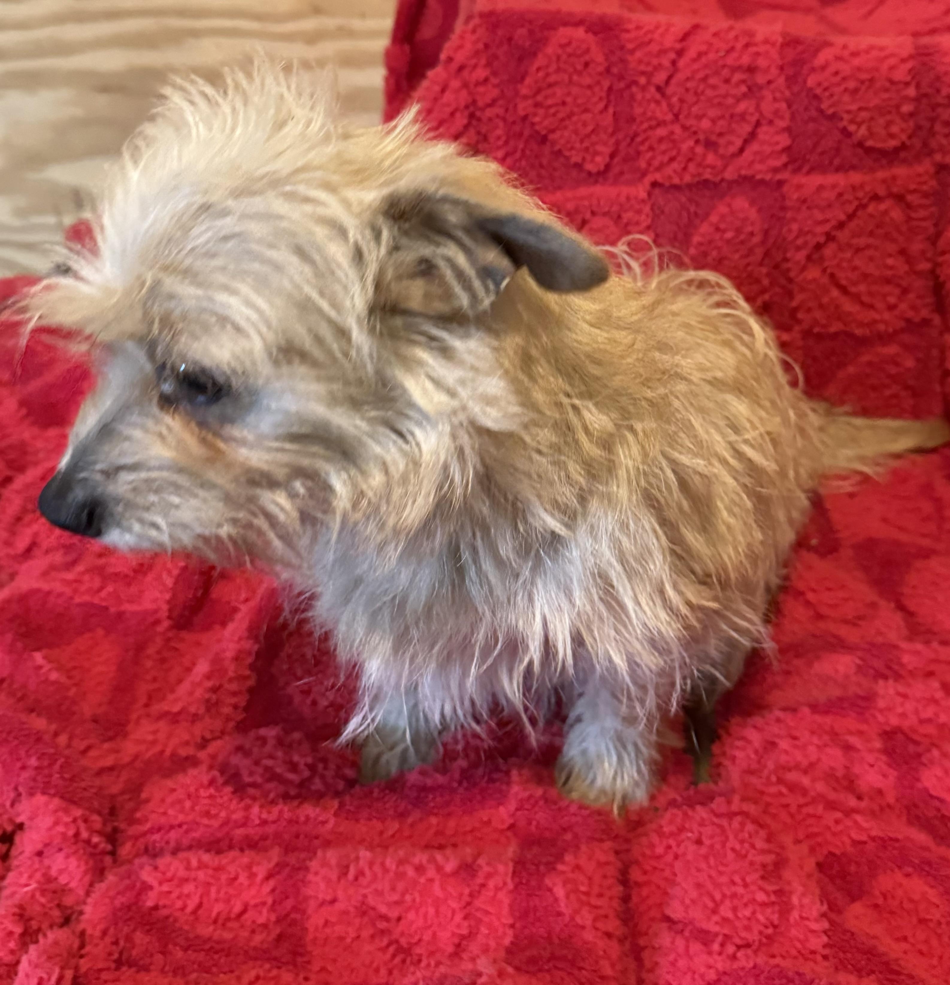 Enlarge Biscuit, a Adopted mixed breed in Brookeville, MD image 5/6