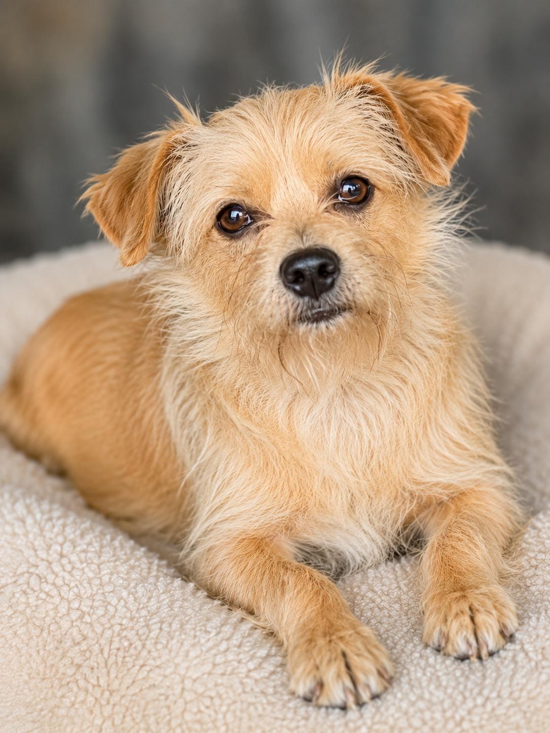 Enlarge Biscuit, a Adopted mixed breed in Brookeville, MD image 3/6