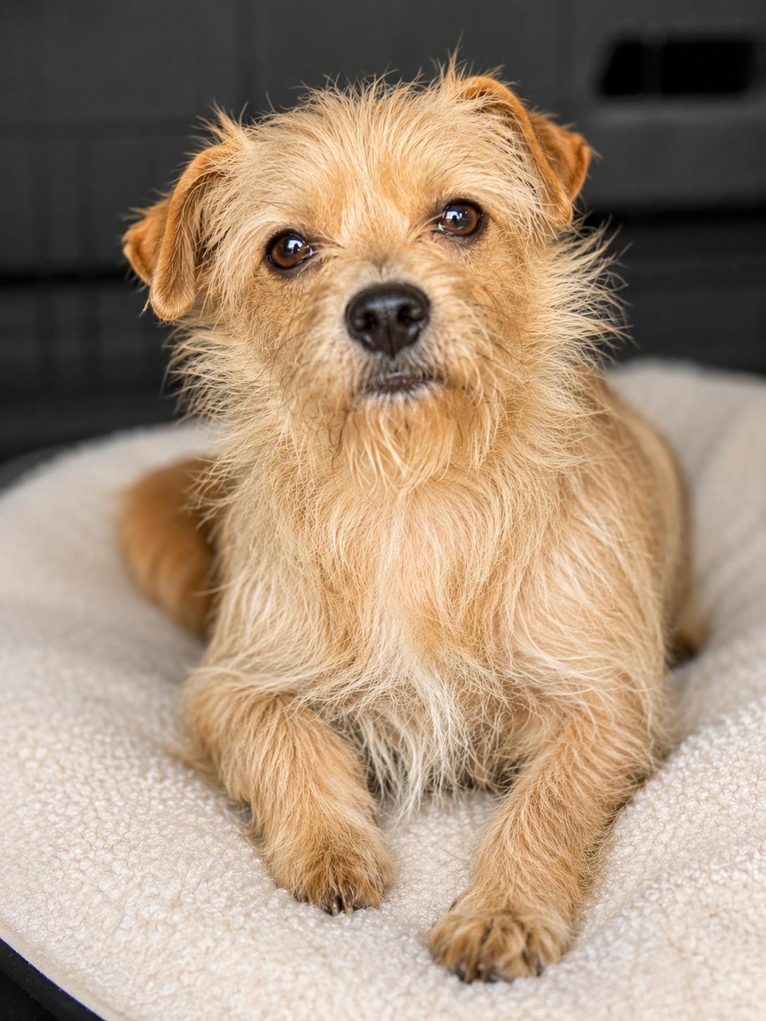 Enlarge Biscuit, a Adopted mixed breed in Brookeville, MD image 2/6