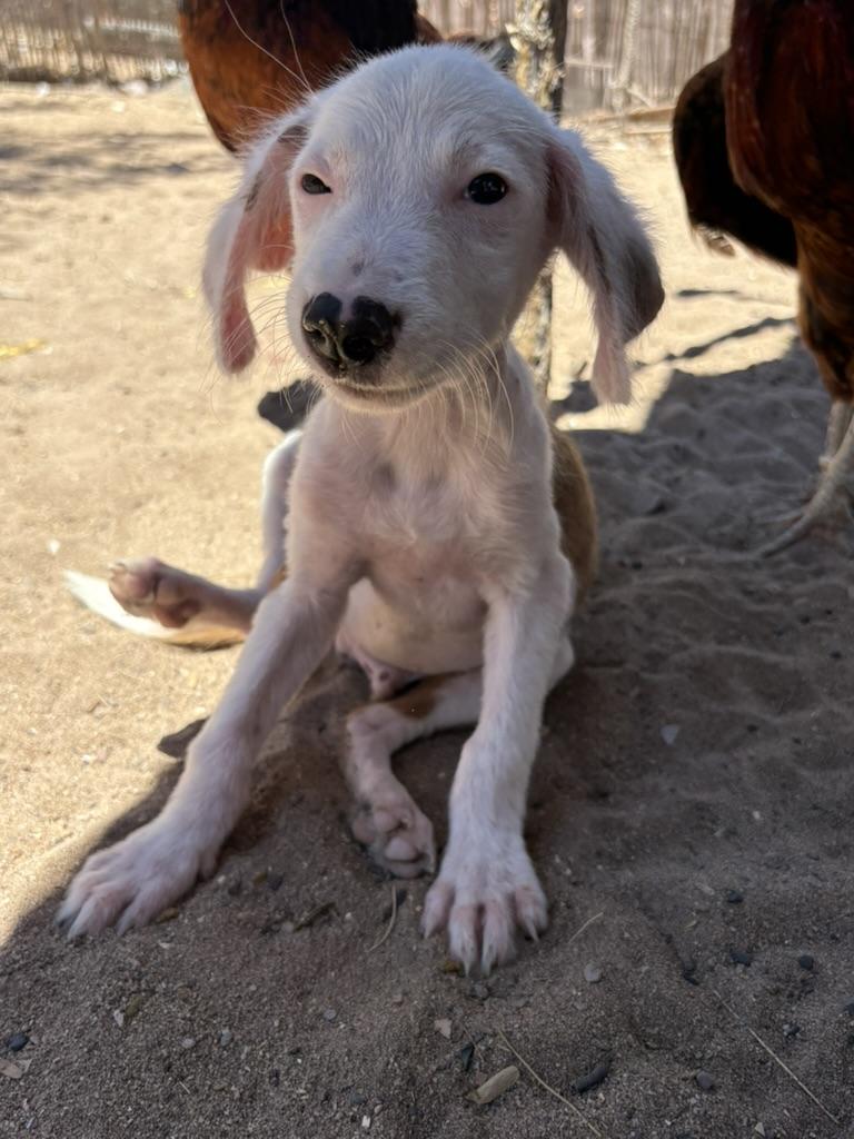 Enlarge Blanco, a Adopted mixed breed in North Hollywood, CA image 3/5