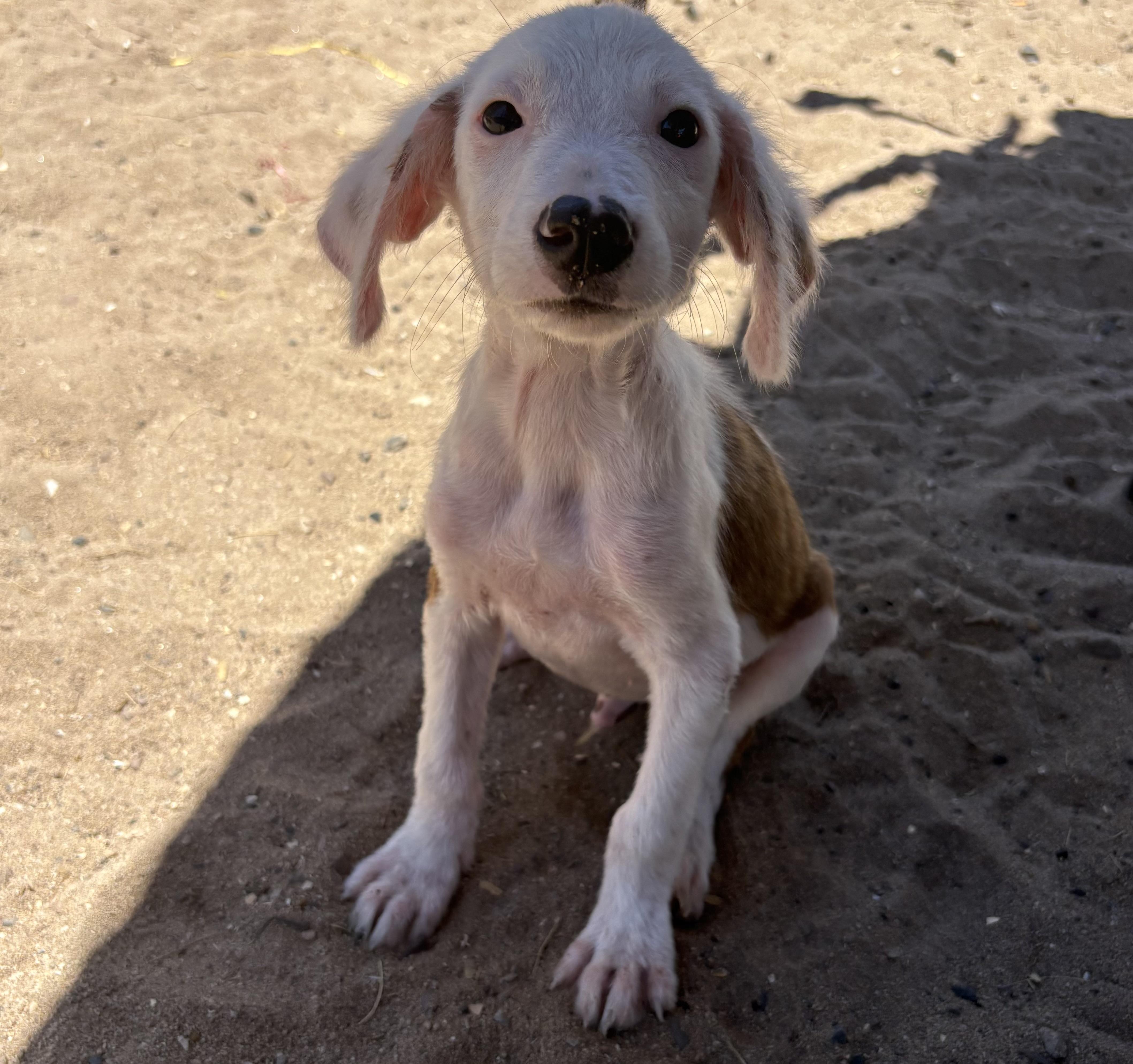 Enlarge Blanco, a Adopted mixed breed in North Hollywood, CA image 1/5