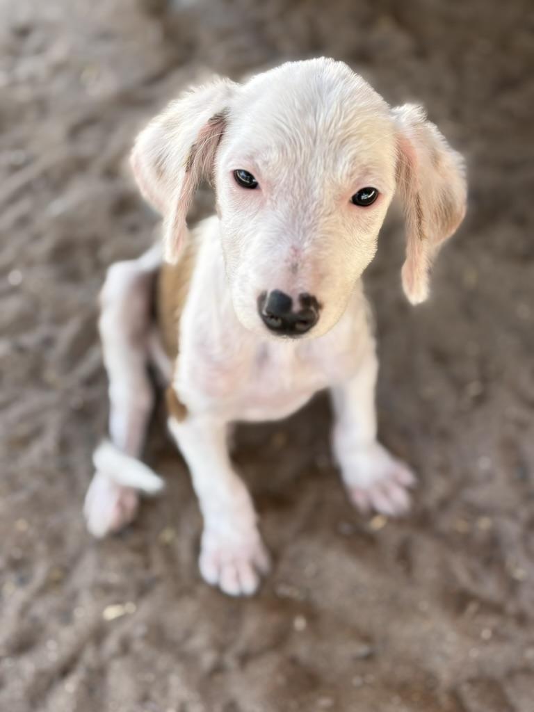 Enlarge Blanco, a Adopted mixed breed in North Hollywood, CA image 4/5