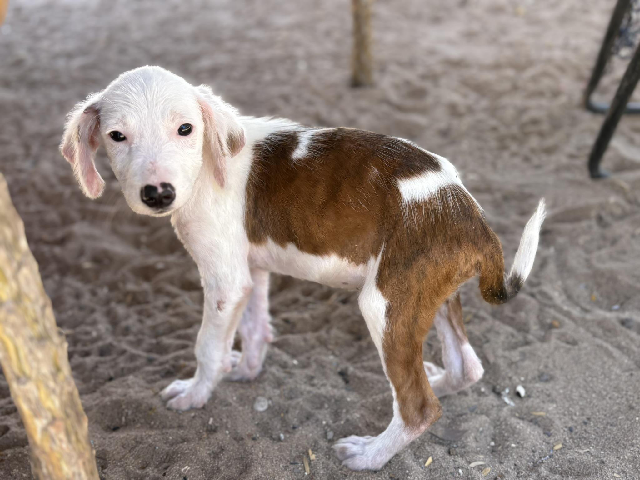 Enlarge Blanco, a Adopted mixed breed in North Hollywood, CA image 2/5