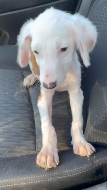 Enlarge Blanco, a Adopted mixed breed in North Hollywood, CA image 5/5