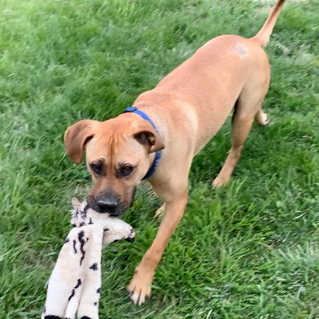 Fitzwilliam, Adoptable, Adult Male Mastiff.