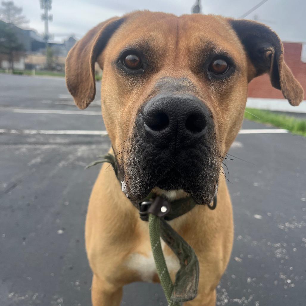 Fitzwilliam, Adoptable, Adult Male Mastiff.