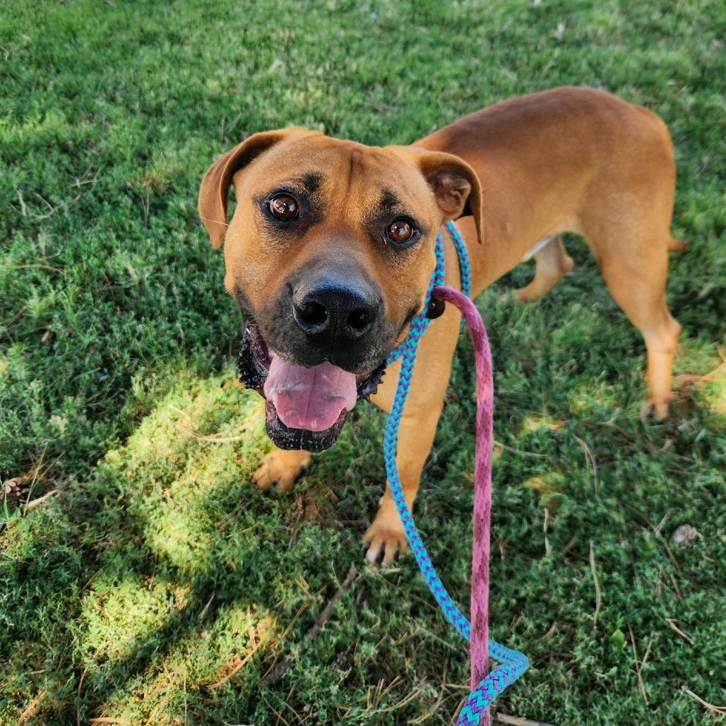 Fitzwilliam, a Adoptable Mastiff in St. Louis, MO image 2/6