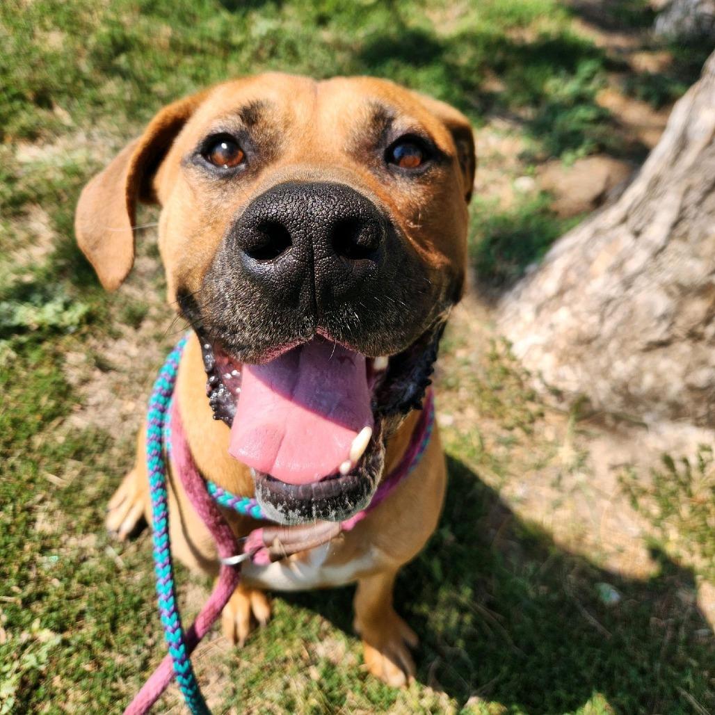 Enlarge Fitzwilliam, a Adoptable Mastiff in St. Louis, MO image 2/6