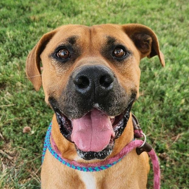 Fitzwilliam, a Adoptable Mastiff in St. Louis, MO image 2/6