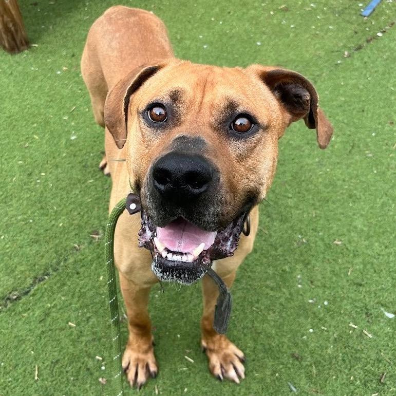 Fitzwilliam, a Adoptable Mastiff in St. Louis, MO image 2/6