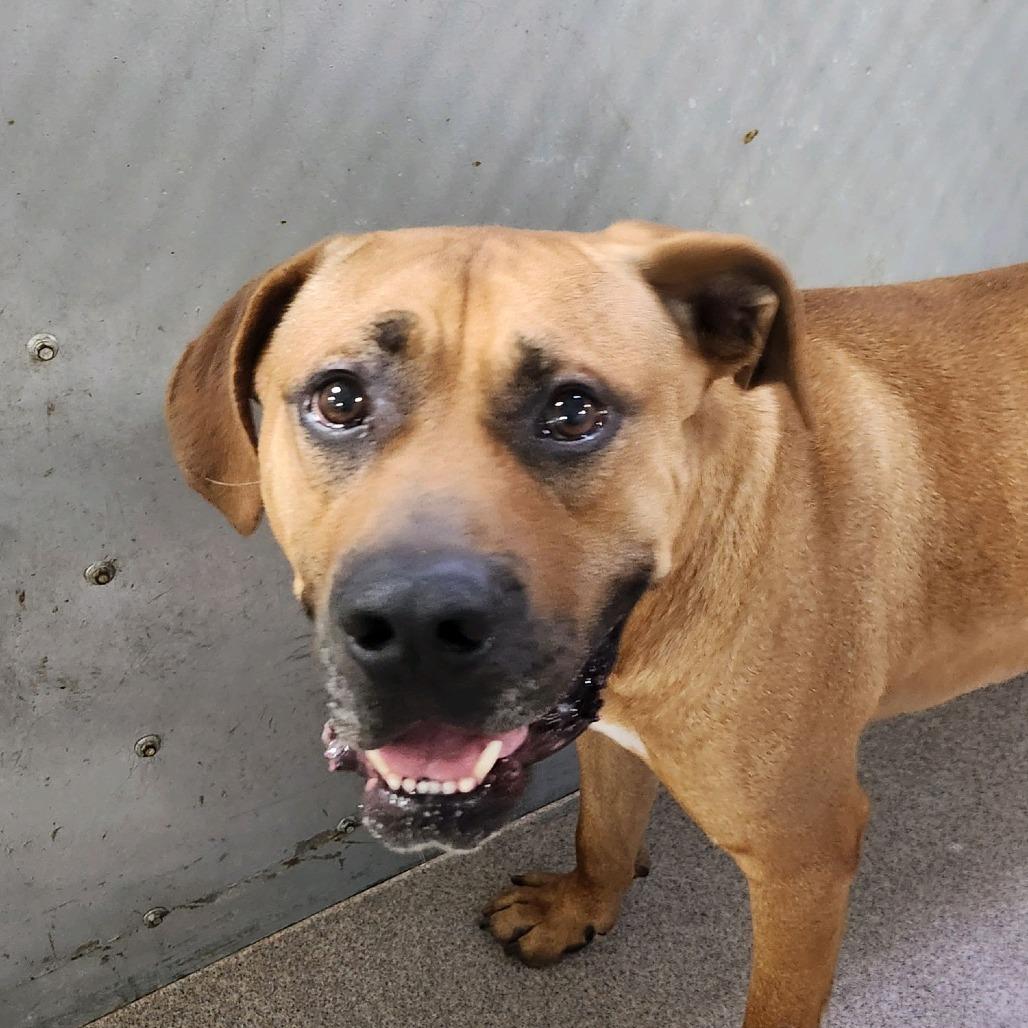 Fitzwilliam, a Adoptable Mastiff in St. Louis, MO image 3/6