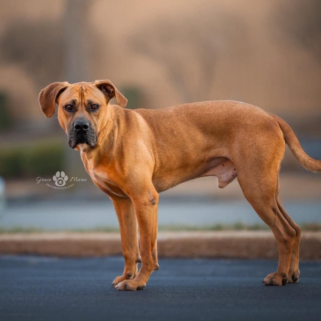 Enlarge Fitzwilliam, a Adoptable Mastiff in St. Louis, MO image 4/6