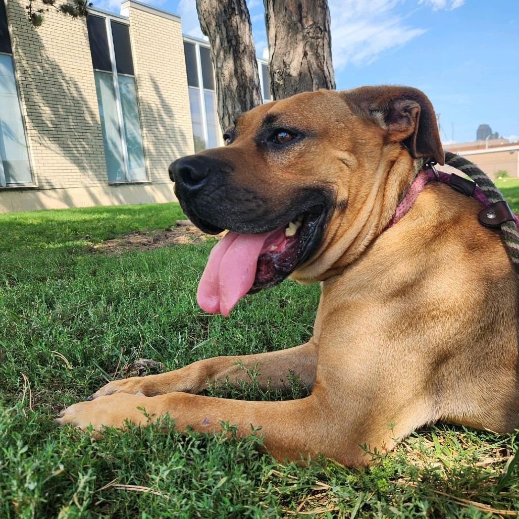 Enlarge Fitzwilliam, a Adoptable Mastiff in St. Louis, MO image 5/6
