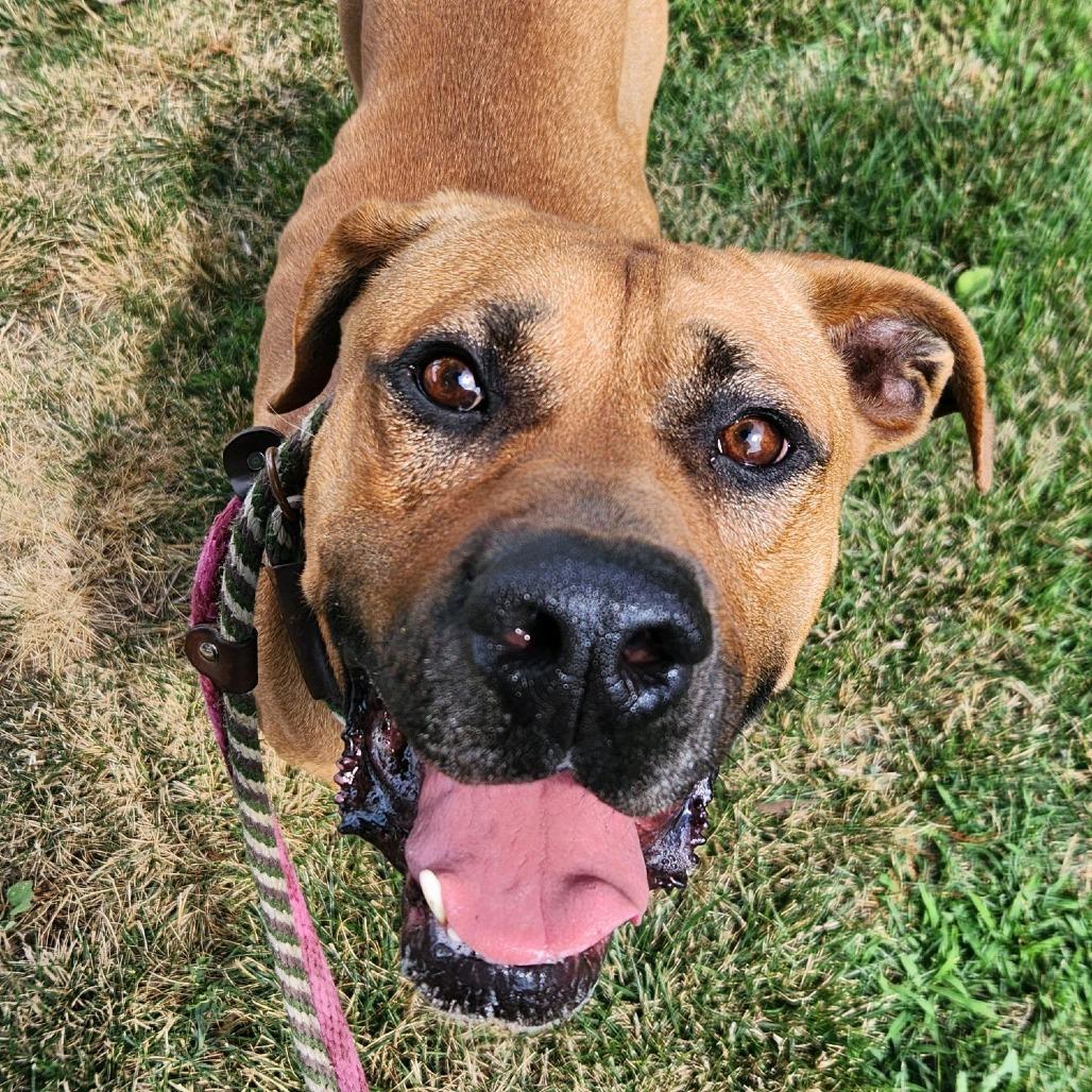 Fitzwilliam, a Adoptable Mastiff in St. Louis, MO image 4/6
