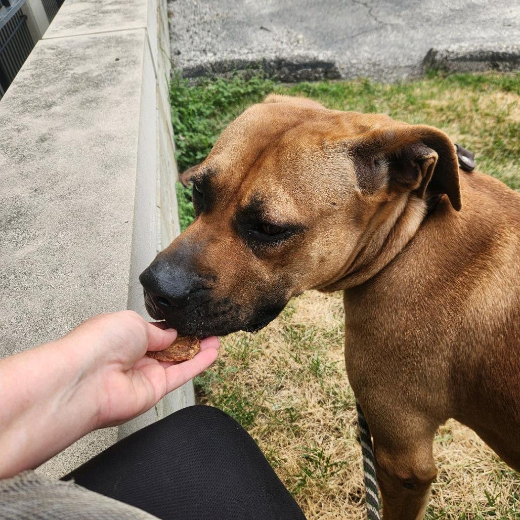 Fitzwilliam, a Adoptable Mastiff in St. Louis, MO image 5/6