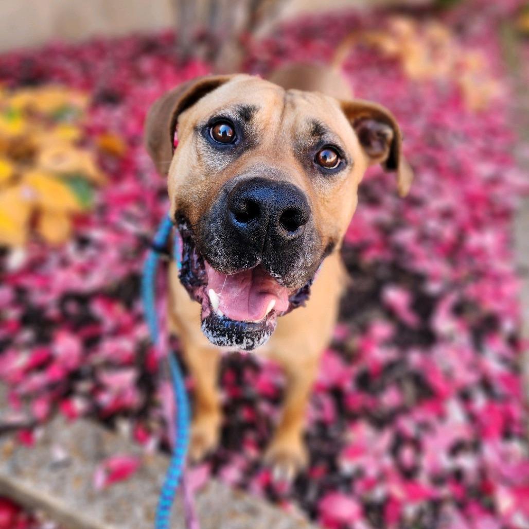 Fitzwilliam, a Adoptable Mastiff in St. Louis, MO image 6/6