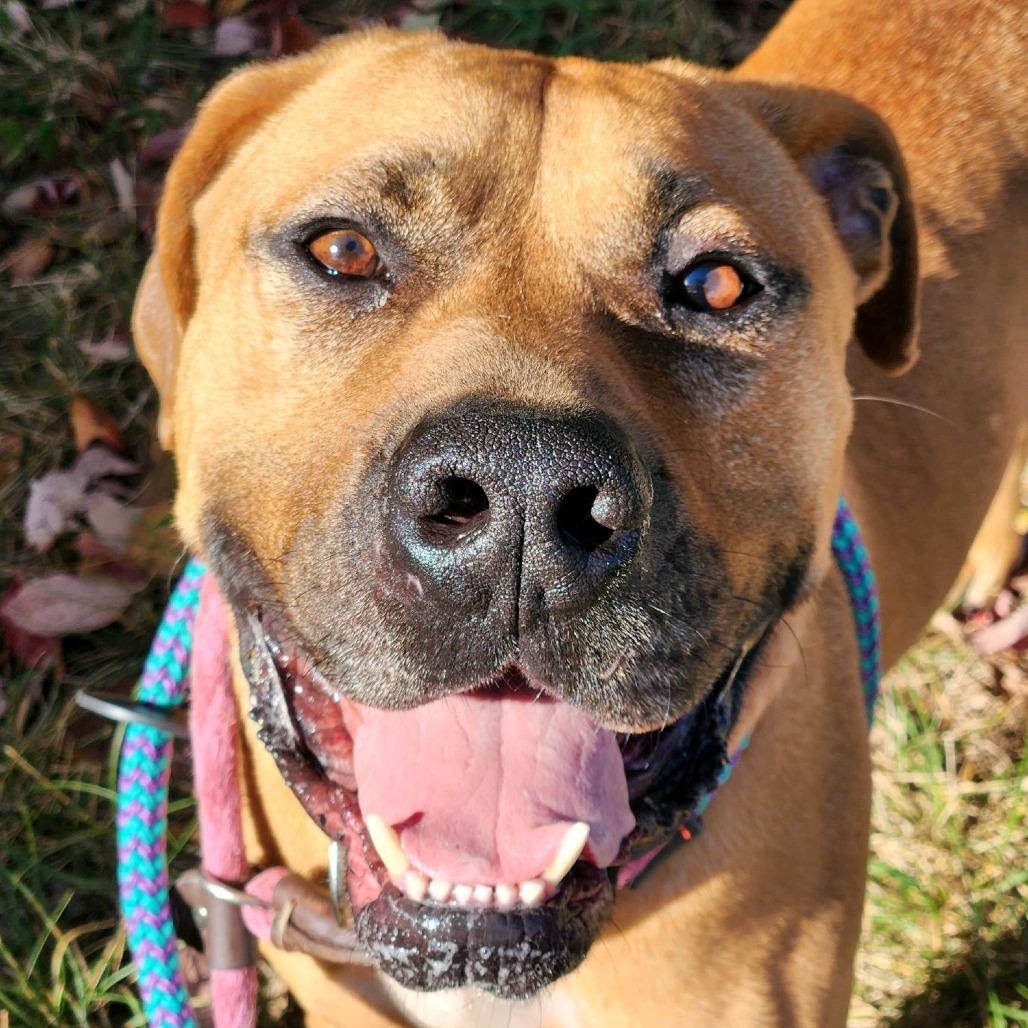 Enlarge Fitzwilliam, a Adoptable Mastiff in St. Louis, MO image 6/6