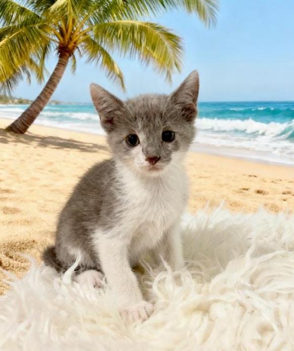 Esmeralda, Adoptable, Kitten Female Domestic Short Hair & Siamese.
