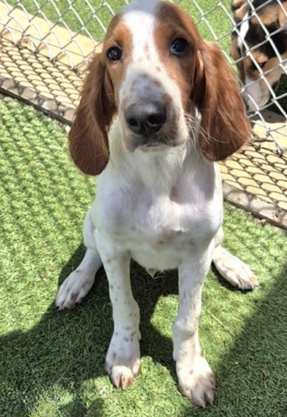 Enlarge Finnegan, a Adoptable Irish Setter in Denton, TX image 1/1