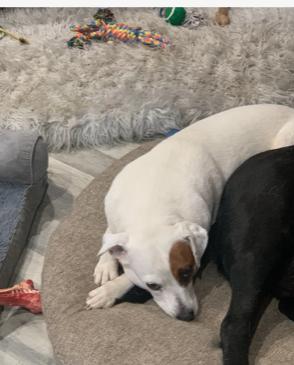 Holly, Adoptable, Adult Female Beagle & Hound.