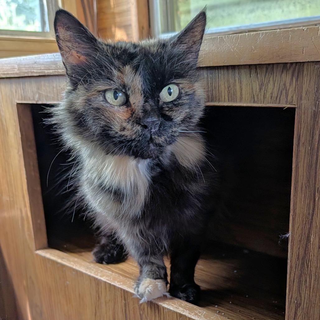Mochi, Adoptable, Adult Female Domestic Short Hair.