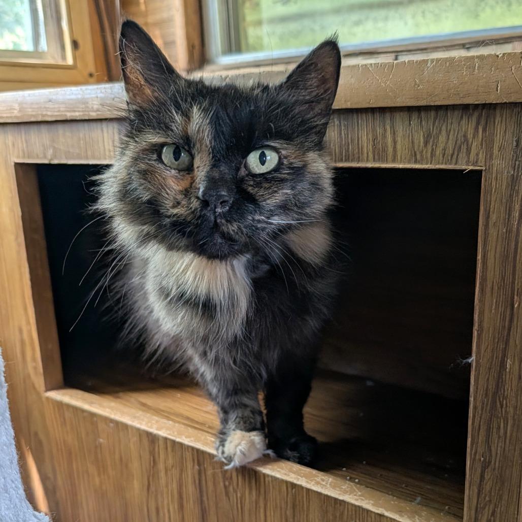 Enlarge Mochi, a Adoptable Domestic Short Hair in Washoe Valley, NV image 2/2