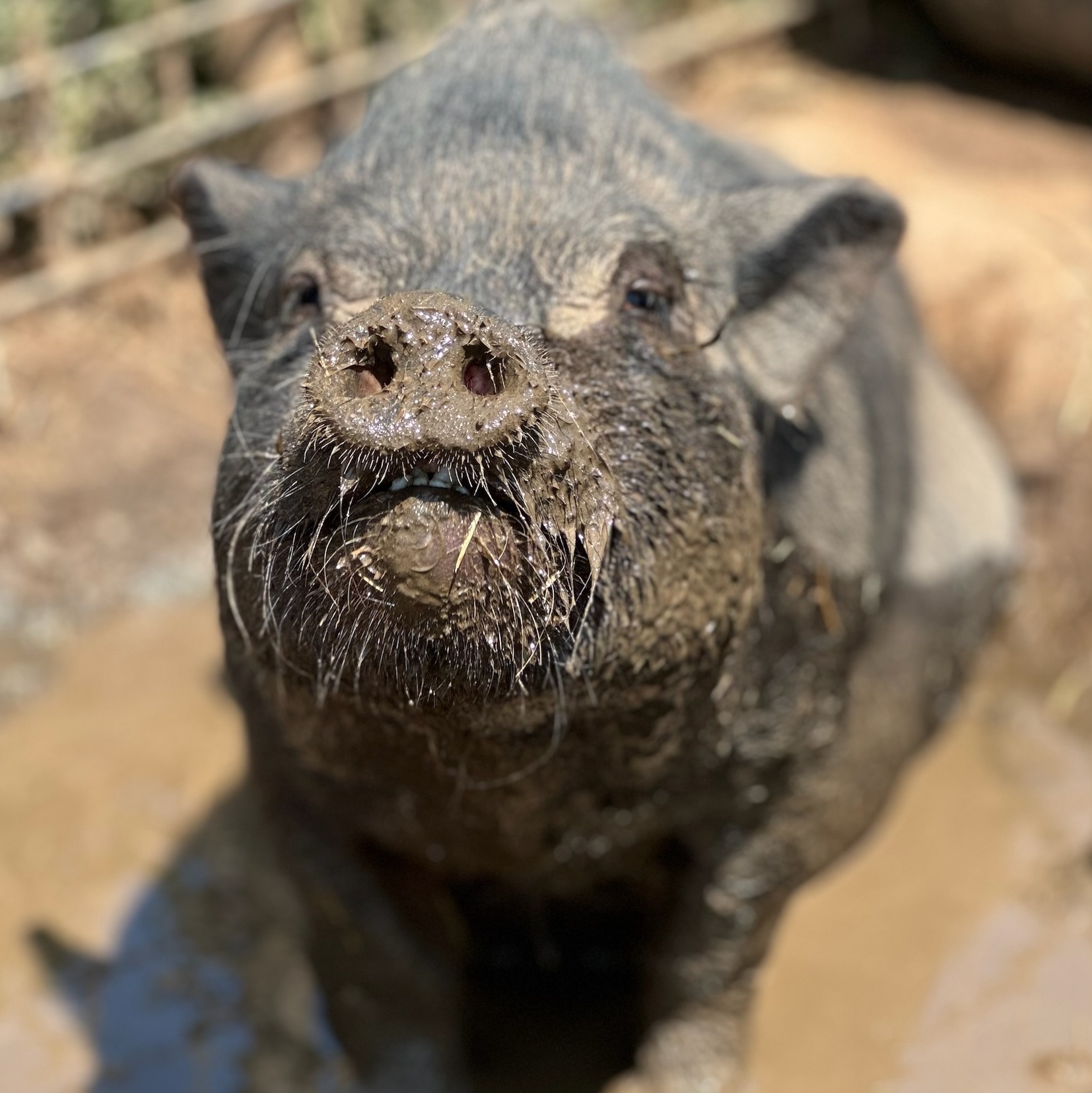 Enlarge Lola, a Adoptable Vietnamese Pot Bellied in Ramona, CA image 1/1