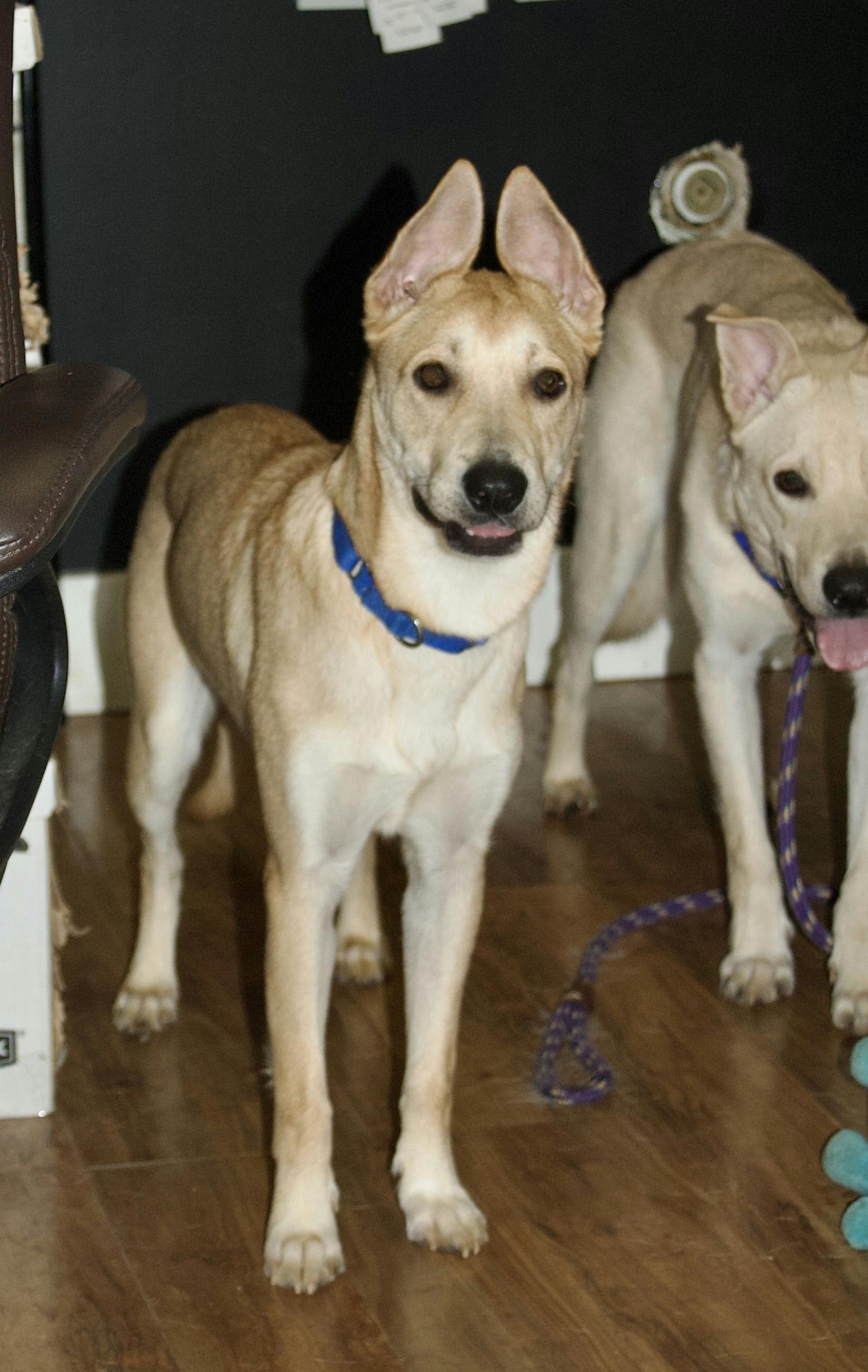 Lisa Skampson, Adoptable, Adult Female Shepherd & Shiba Inu.