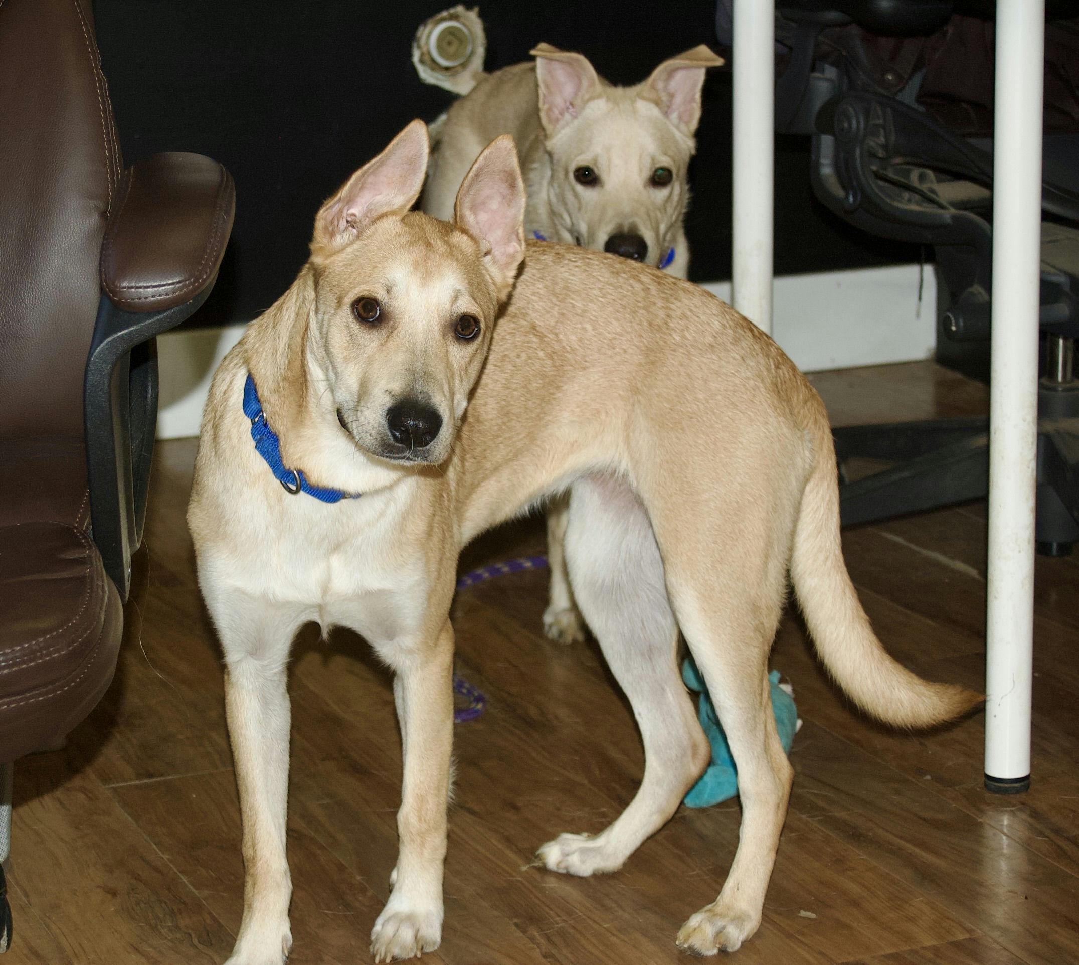 Lisa Skampson, a Adoptable mixed breed in Grass Valley, CA image 6/6