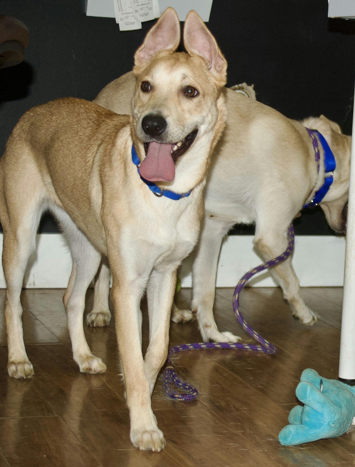 Lisa Skampson, a Adoptable mixed breed in Grass Valley, CA image 4/6