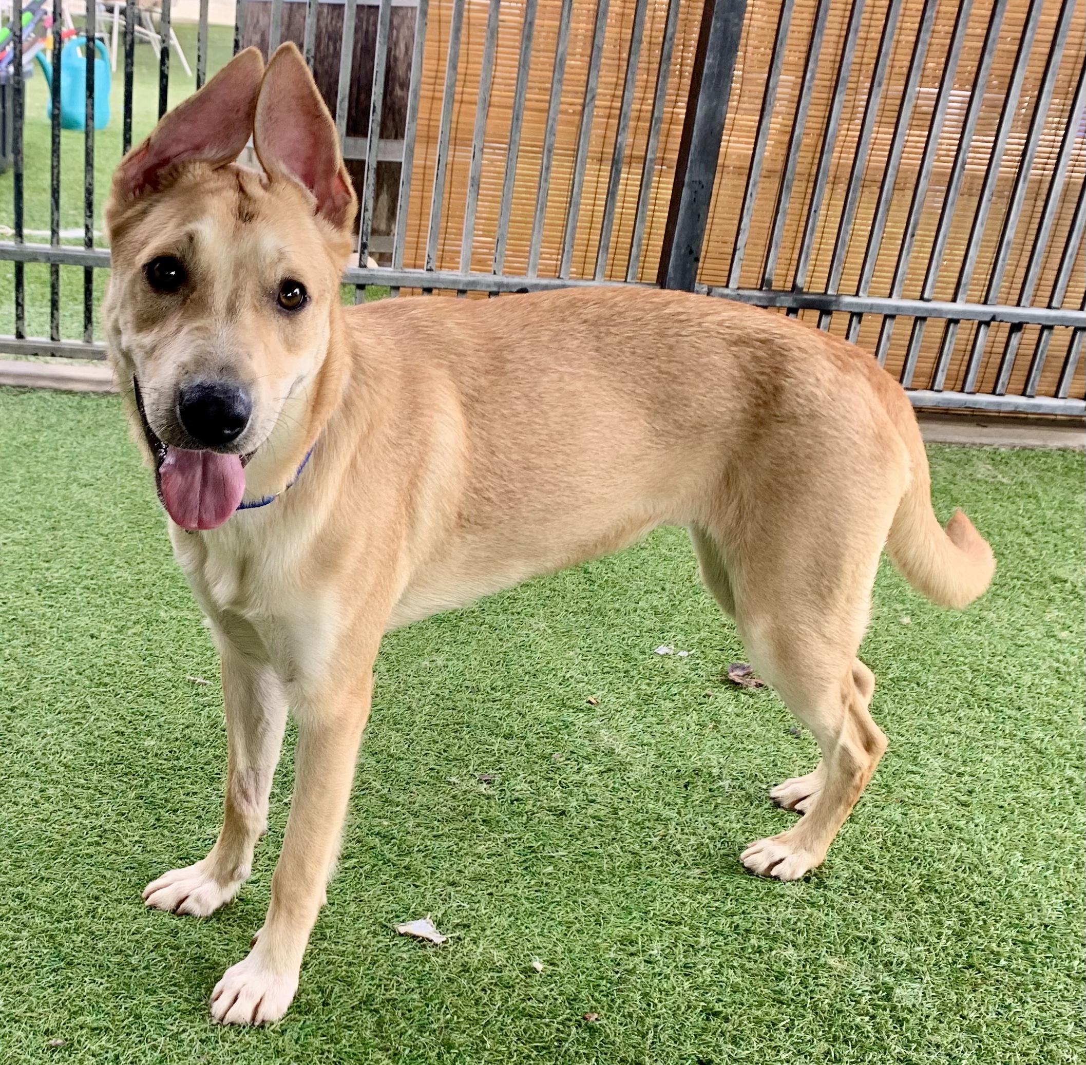 Lisa Skampson, a Adoptable mixed breed in Grass Valley, CA image 2/6