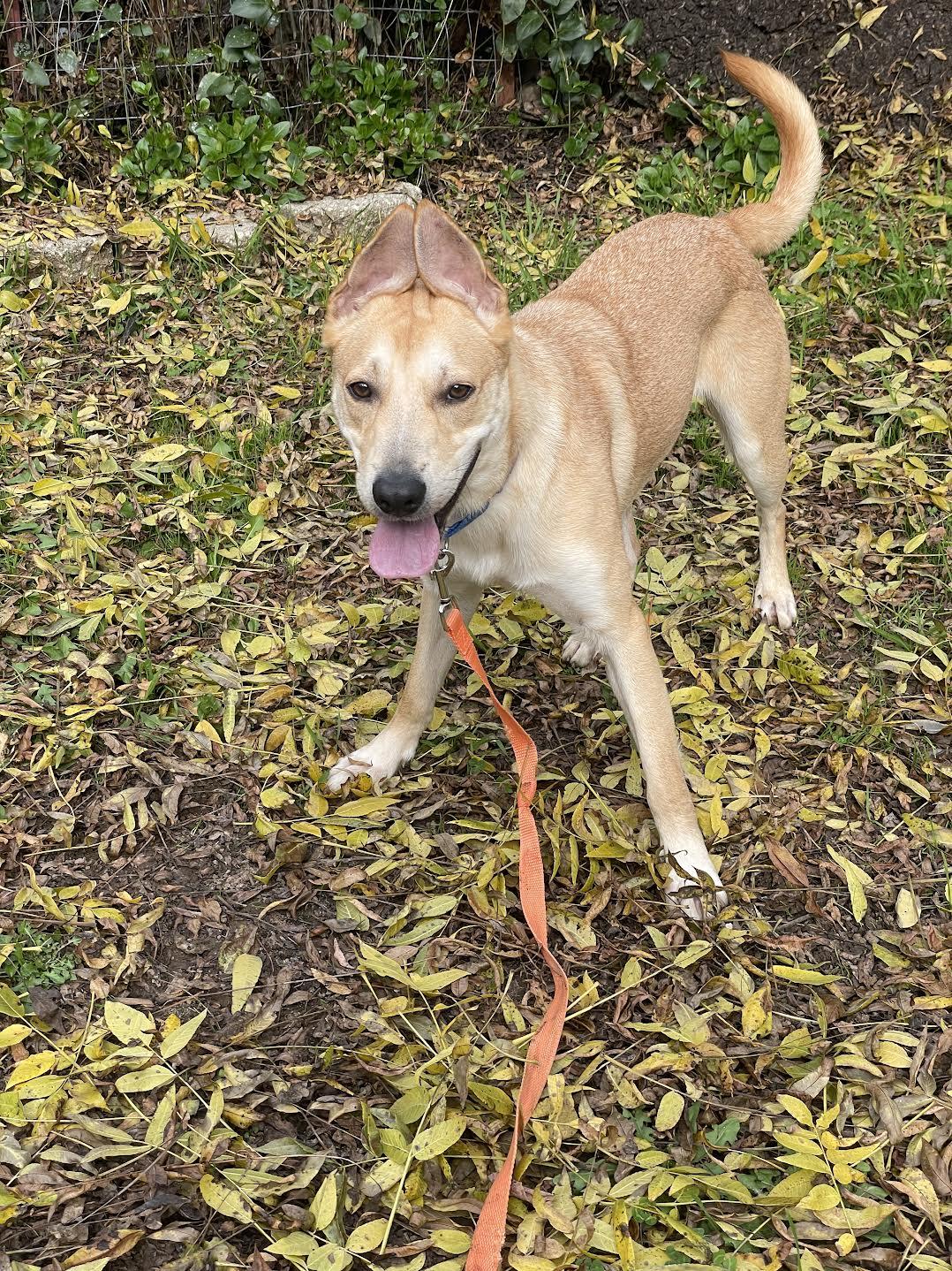 Enlarge Lisa Skampson, a Adoptable mixed breed in Grass Valley, CA image 2/6