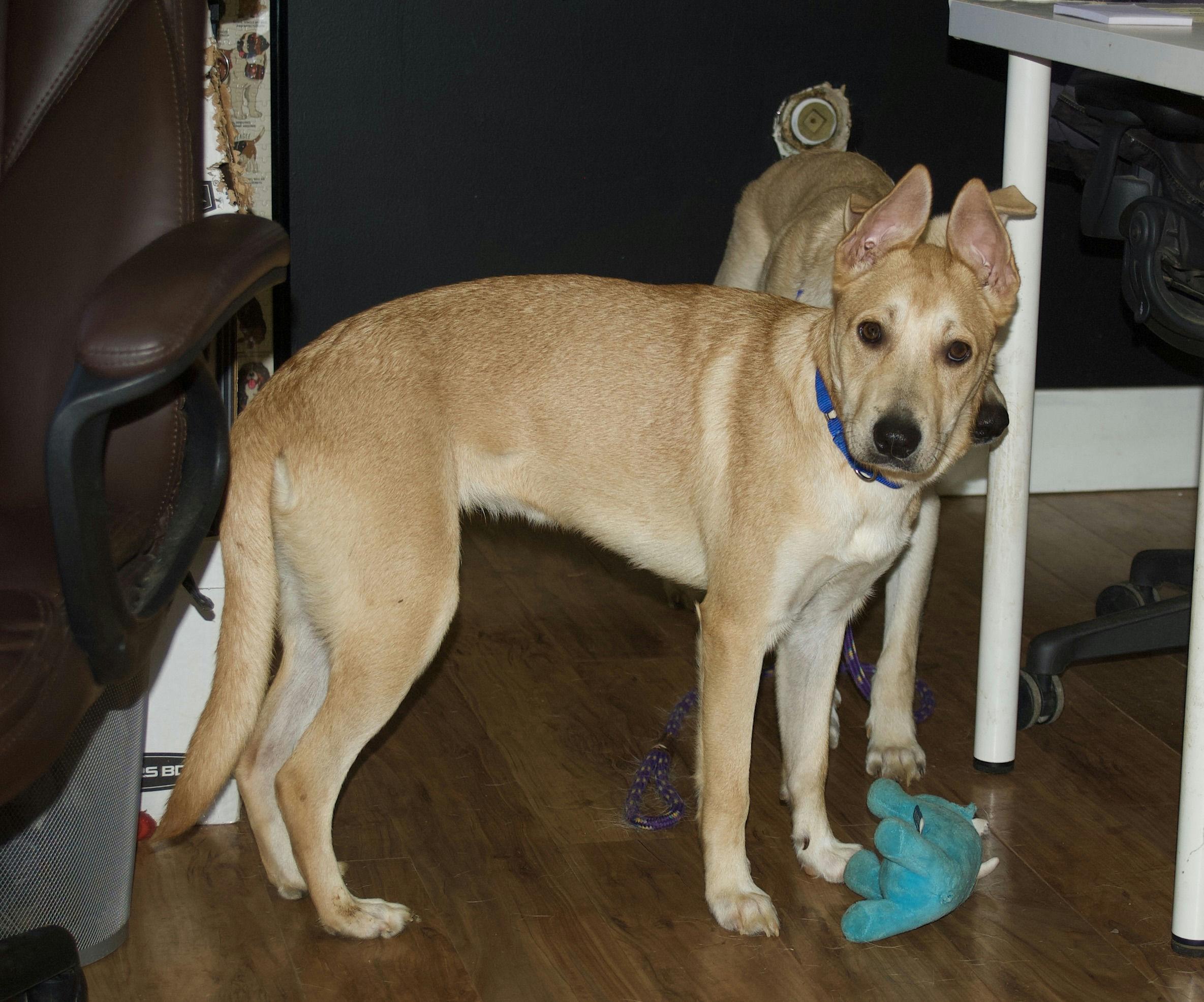 Lisa Skampson, a Adoptable mixed breed in Grass Valley, CA image 5/6