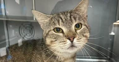 Charlie Brown, Adoptable, Adult Male Domestic Short Hair.