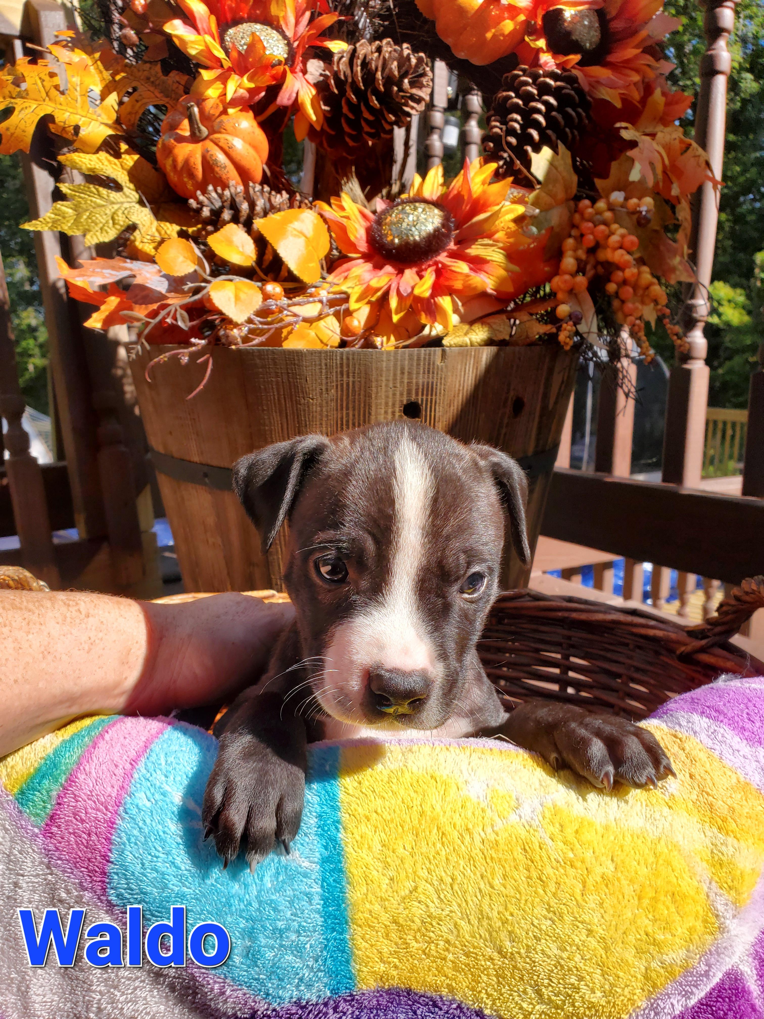 Waldo