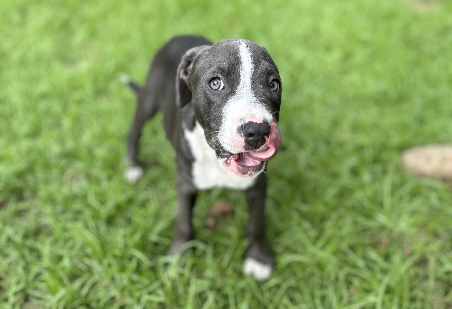 Enlarge Blue, a Adopted American Bulldog in HARTFORD, AL image 1/1