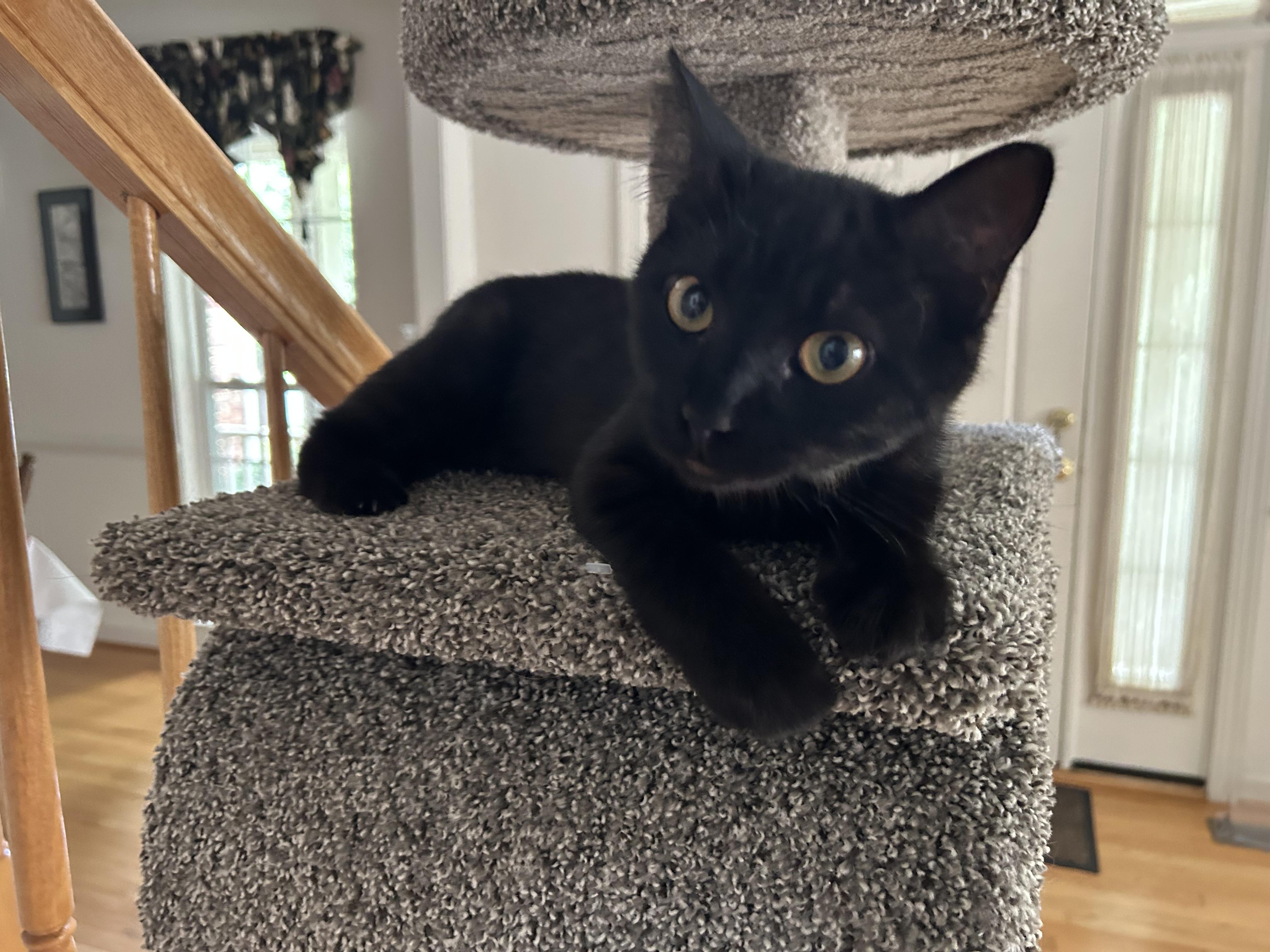 Enlarge Solo, a Adoptable Domestic Short Hair in Frederick, MD image 1/2