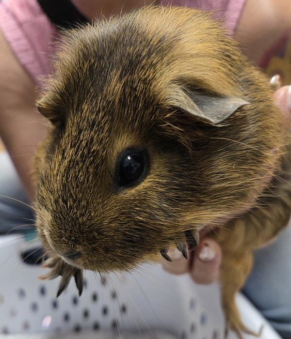 Enlarge Cheetos, a Adoptable mixed breed in Oceanside, CA image 1/1